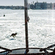Illustration for article titled A lone coyote running across the frozen waters of the Boston Bay